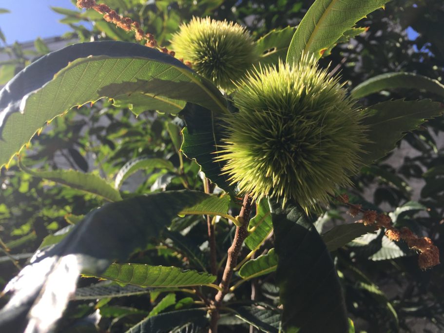 Grüne, stachelige Früchte an einem Baum, umgeben von dichten, grünen Blättern.