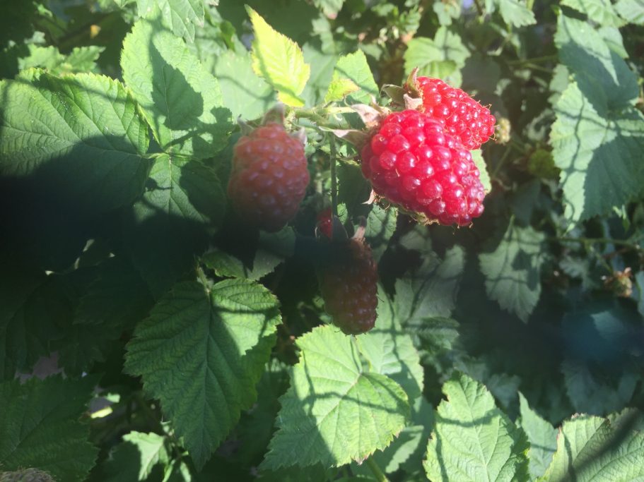 Rote Himbeeren wachsen an grünen Pflanzenblättern.