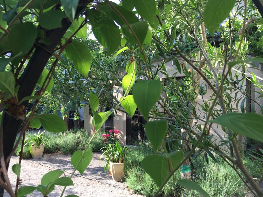 Grünes Blattwerk umrahmt einen kleinen Garten mit Blumen und Mauern im Hintergrund.