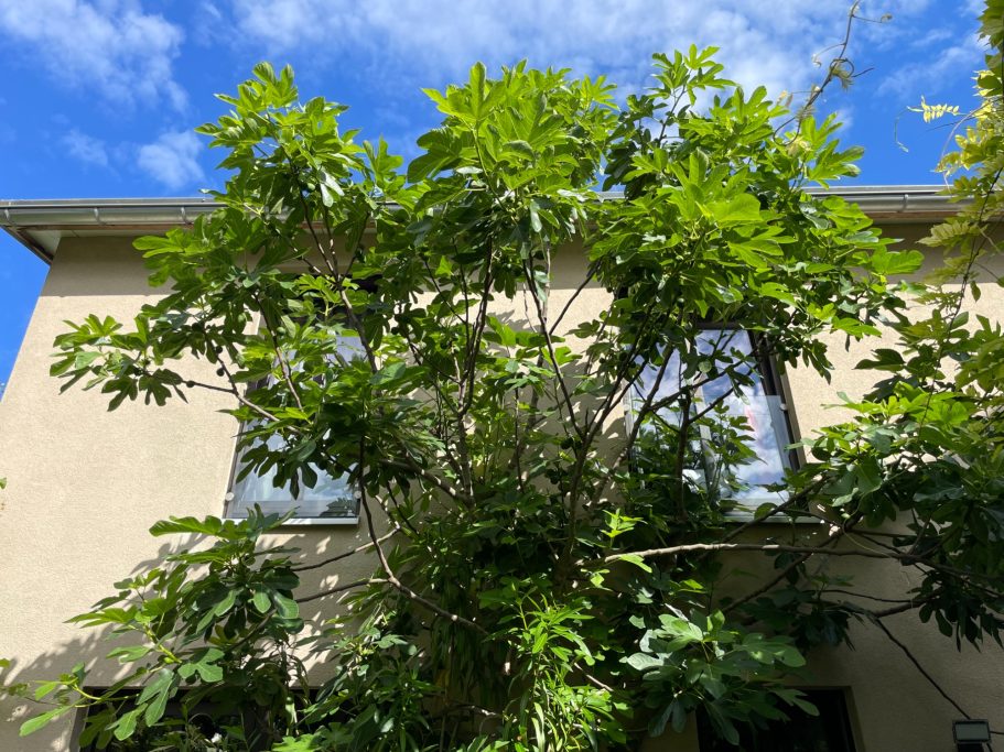 Ein Gebäude mit grünen Blättern und blauem Himmel im Hintergrund.
