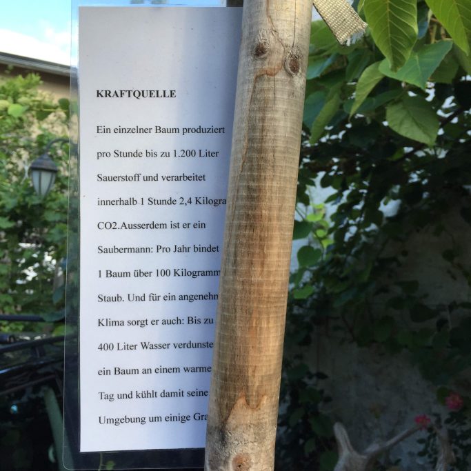 Ein Informationsblatt über Pflanzanleitung für einen Kirschbaum an einem Holzpfosten.