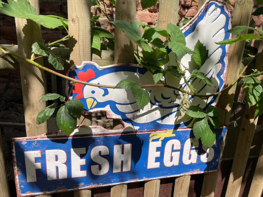 Hühnchen-Schild mit der Aufschrift "Fresh Eggs", umgeben von Pflanzen.