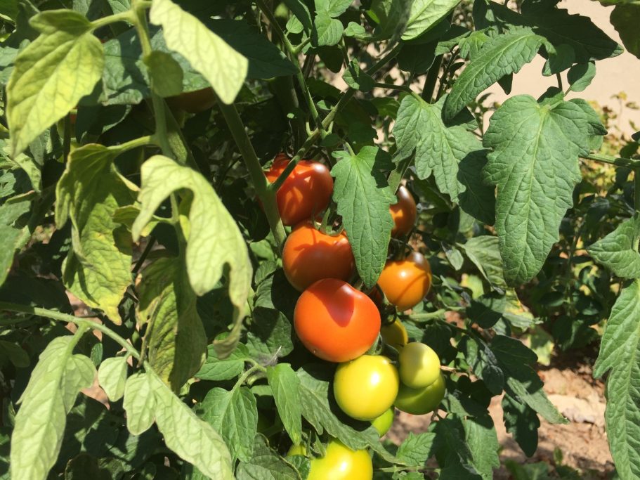 Reife rote und grüne Tomaten an einem Pflanzenstängel mit grünen Blättern.