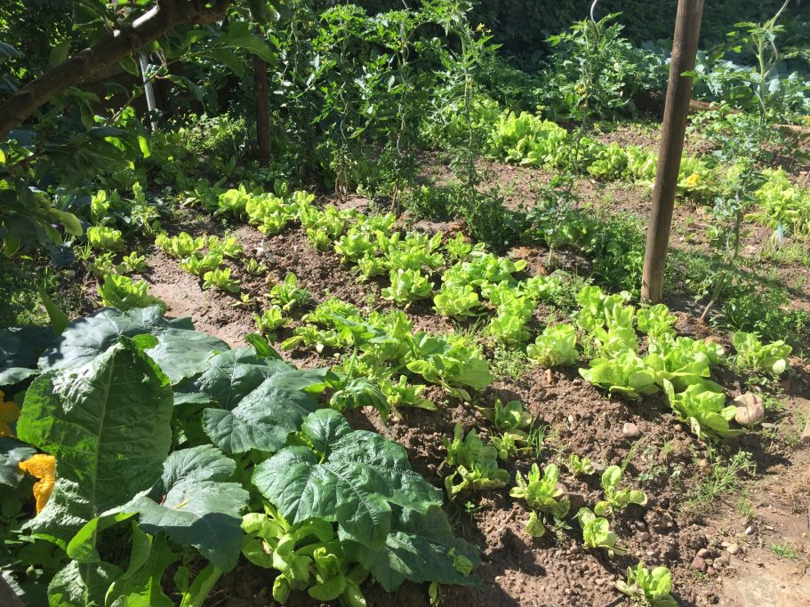 Ein Gemüsegarten mit verschiedenen Salatpflanzen und grünen Blättern.