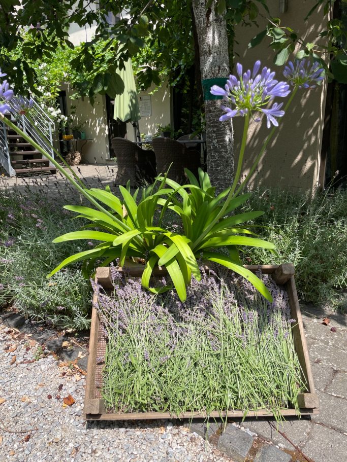 Blühende Agapanthus-Pflanze in einem Holzrahmen, umgeben von lavendelfarbenem Bodendecker.