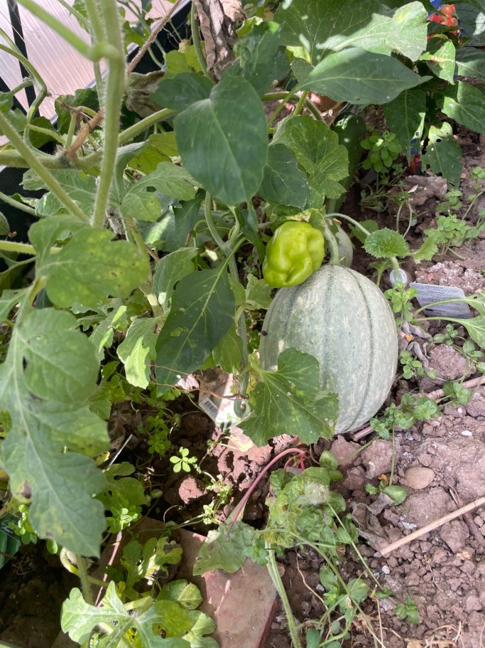 Grüne Melone und unentwickelte Frucht wachsen an einer Pflanze im Garten.