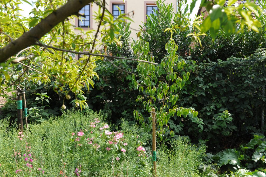 Blühender Garten mit Bäumen, Sträuchern und bunten Blumen vor einem Haus.