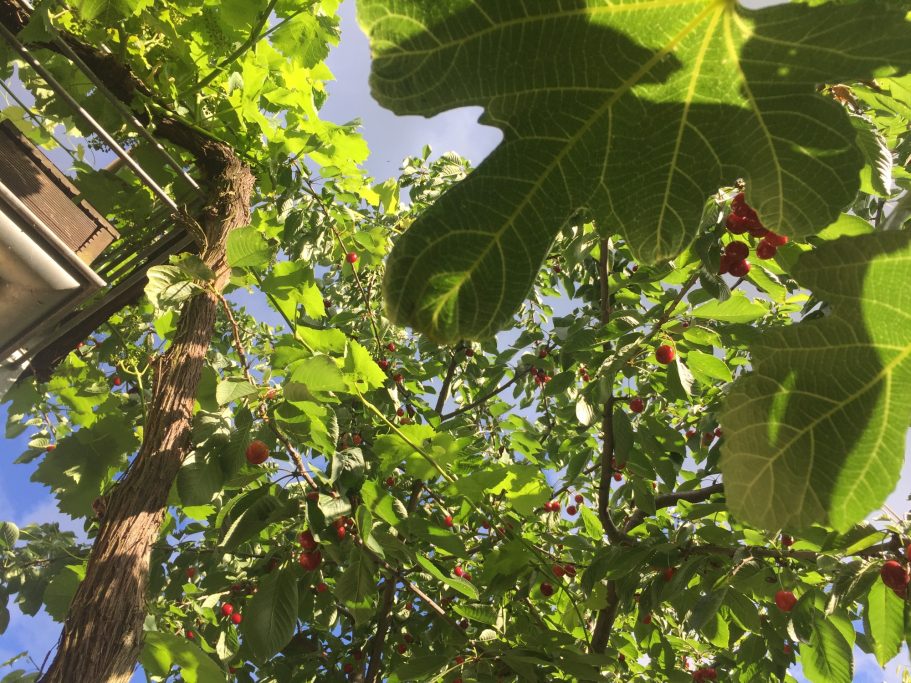 Grüner Baum mit reifen Kirschen und dichtem Blattwerk vor blauem Himmel.