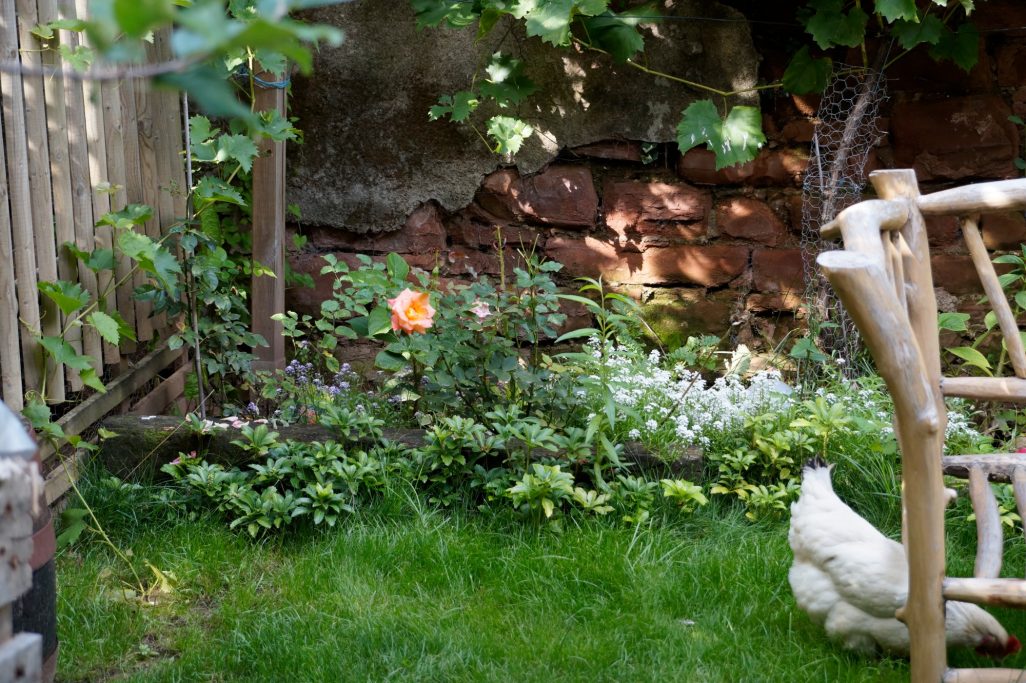 Bunter Garten mit einer Blume, weißen Blumen und einem Huhn im Vordergrund.