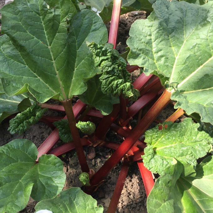 Rhabarberpflanze mit großen, grünen Blättern und roten Stängeln im Garten.