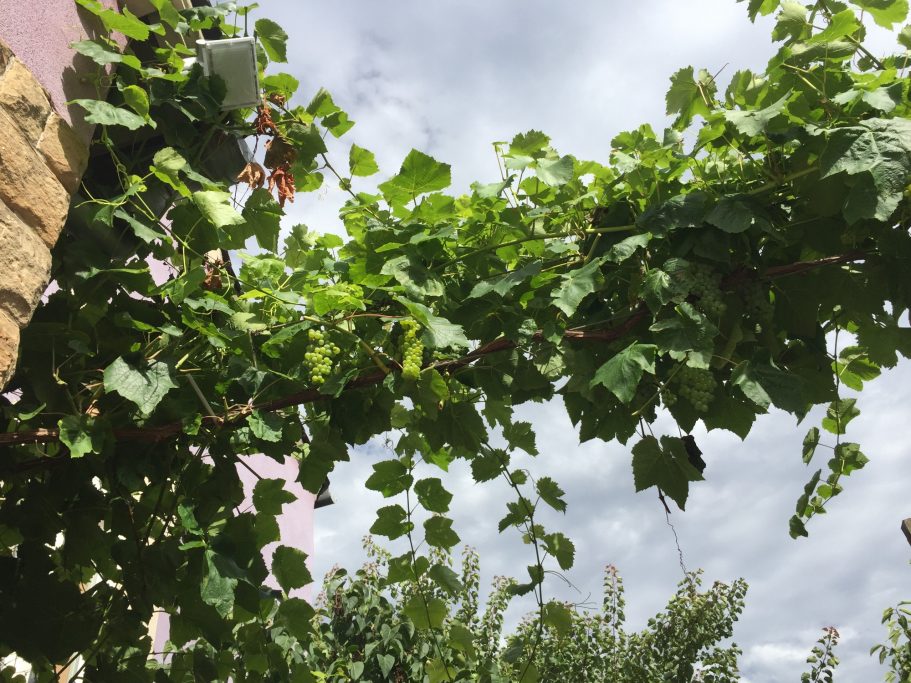 Grünes Weinlaub wuchert unter einem bewölkten Himmel.