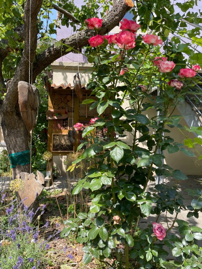 Rosenstrauch vor einer kleinen Hütte, umgeben von Pflanzen und einem Baum.