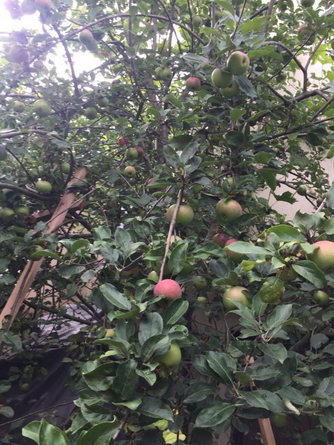 Ein Apfelbaum mit grünen und roten Äpfeln an den Zweigen.