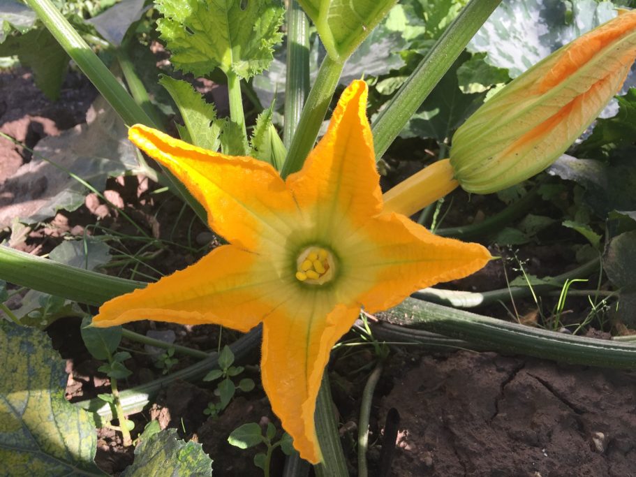 Gelbe Zucchiniblüte mit grünen Blättern im Hintergrund.