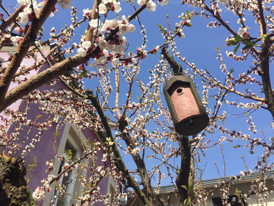 Vogelhaus hängt zwischen blühenden Zweigen unter klarem blauen Himmel.