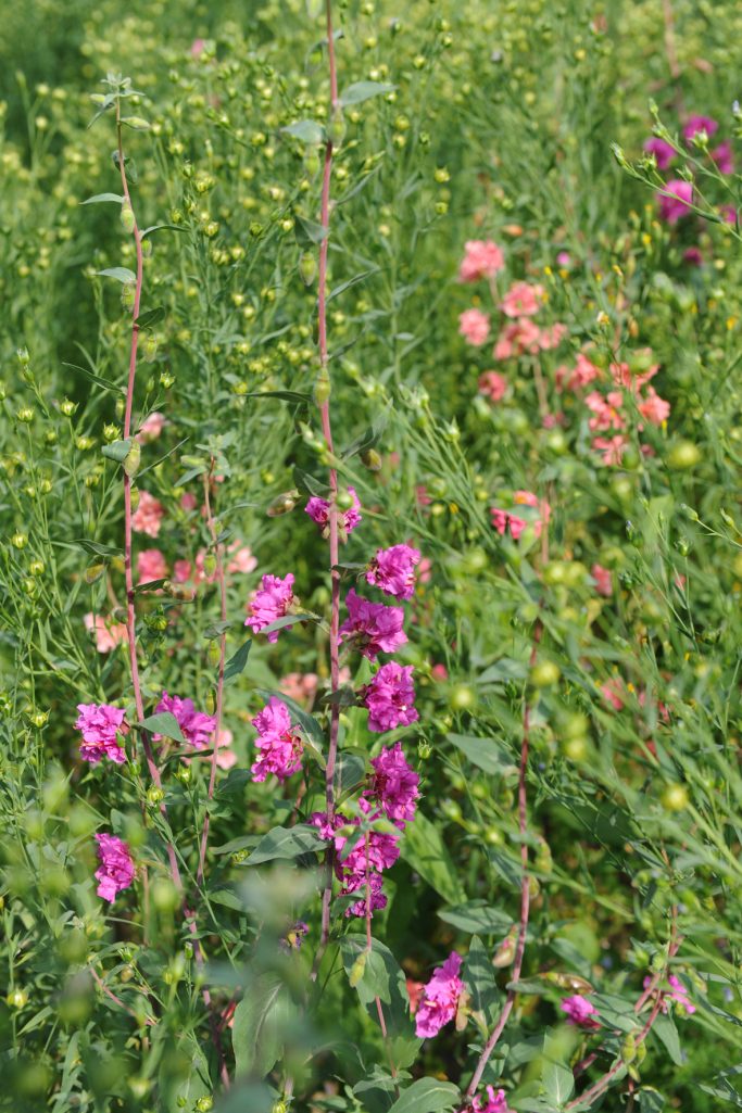 Bunte Blumen in einem grünen Feld, darunter rosa und lilafarbene Blüten.