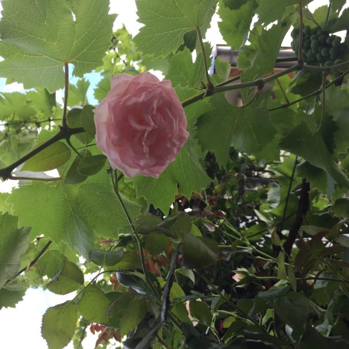 Eine rosa Blüte, umgeben von grünen Blättern und Weinreben.