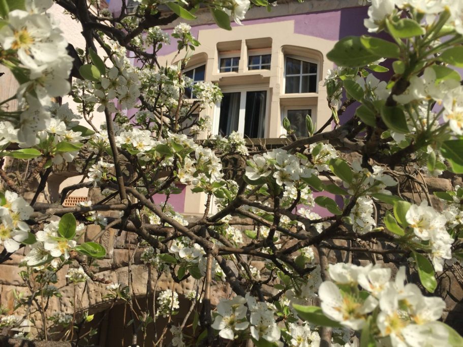 Blühende Obstbaumzweige vor einem lila Haus mit Fenstern.