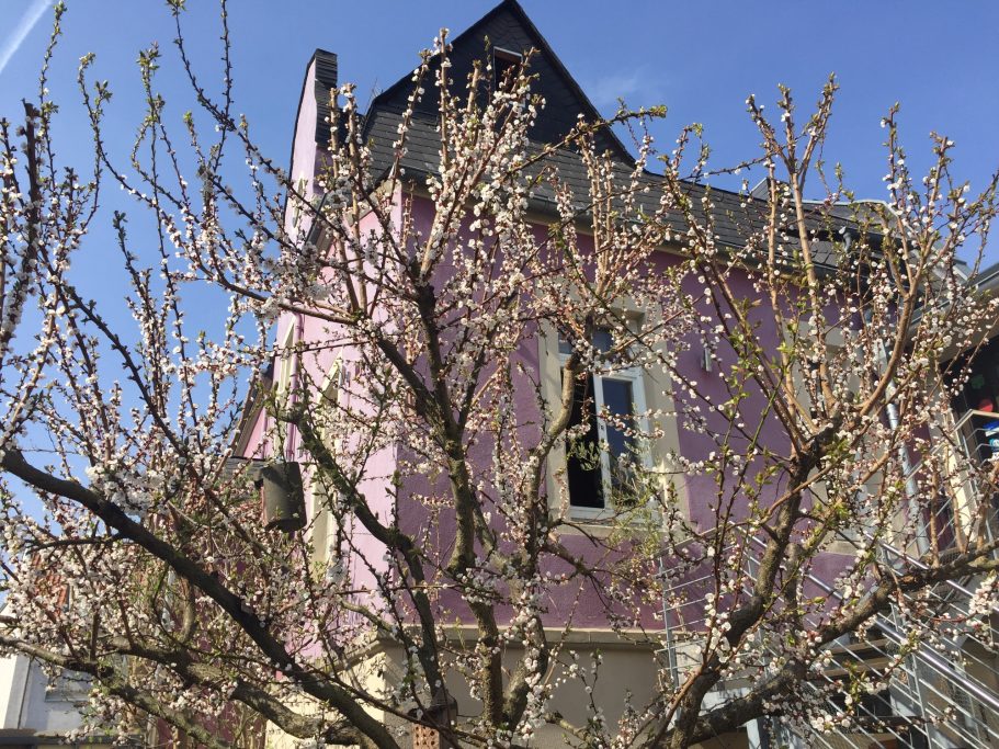 Blühender Baum vor einem lila Haus an einem sonnigen Tag.