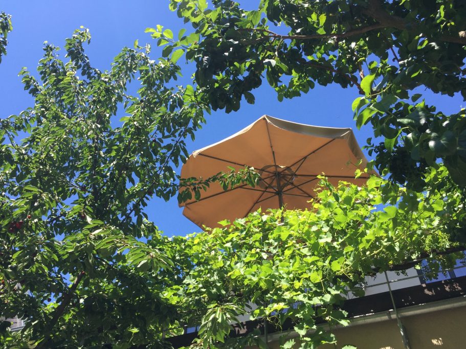 Sonnenschirm über grünen Bäumen vor blauem Himmel.