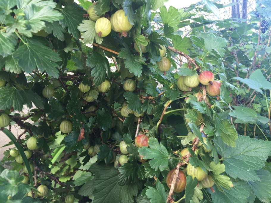 Grüne und rote Stachelbeeren hängen an einem Strauch in dichter Botanik.