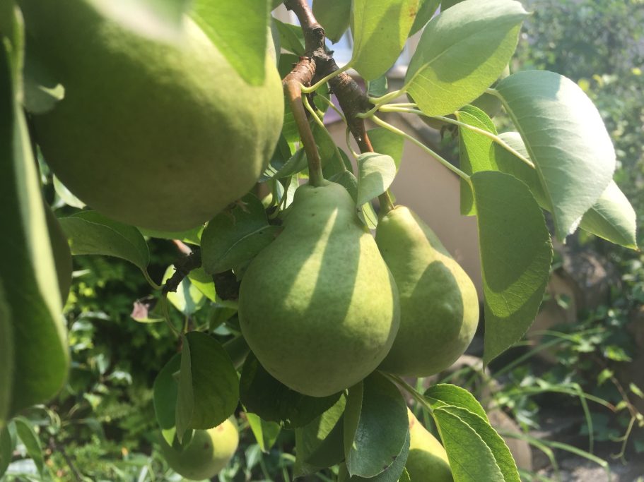 Grüne Birnen hängen an einem Baum, umgeben von grünen Blättern.