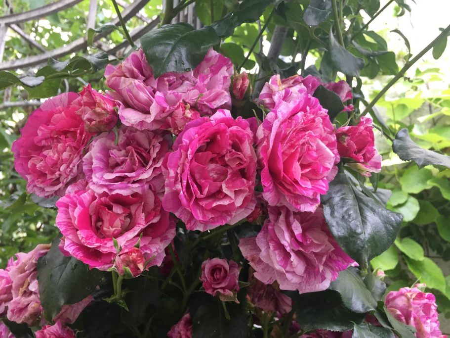 Pink Rosen in voller Blüte, umgeben von grünem Laub.