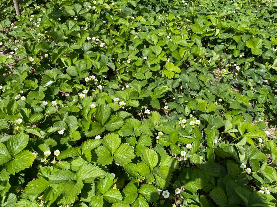 Erdbeerfeld mit vielen grünen Blättern und weißen Blüten.