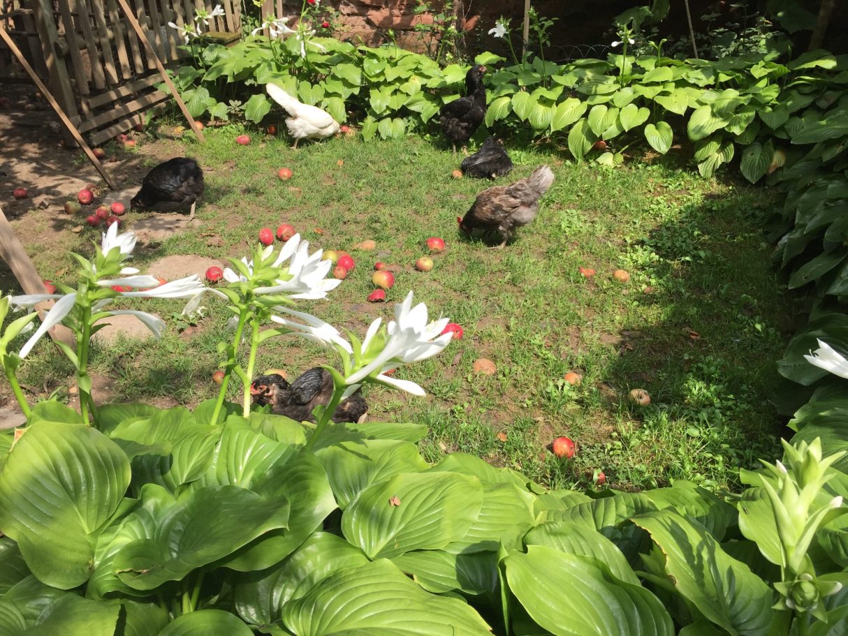 Schwarze Enten und Hühner auf einer Wiese umgeben von Pflanzen und Tomaten.