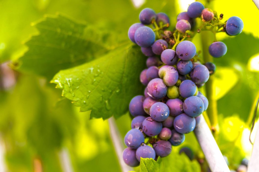 Traube mit lila und grünen Beeren, umgeben von grünen Blättern mit Wassertropfen.