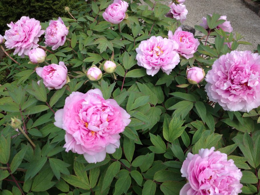 Rosa Pfingstrosen umgeben von grünem Laub im Freien.
