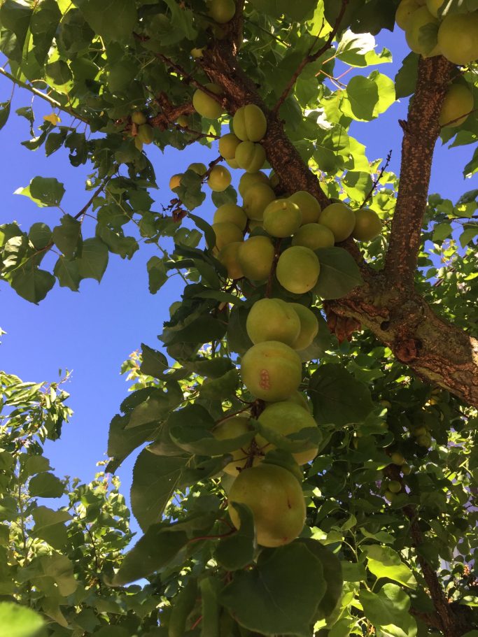 Grüne Äpfel hängen an einem Baum, umgeben von Blättern und blauem Himmel.