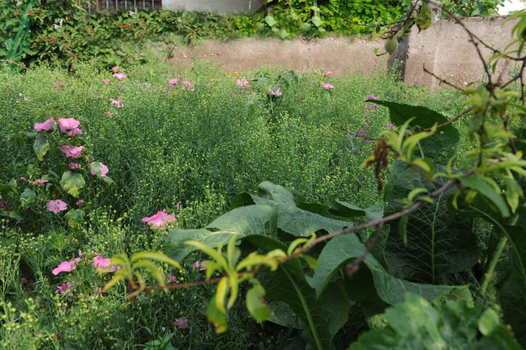 Bunte Blumen in einem üppigen, grünen Garten mit Pflanzen und Gras.