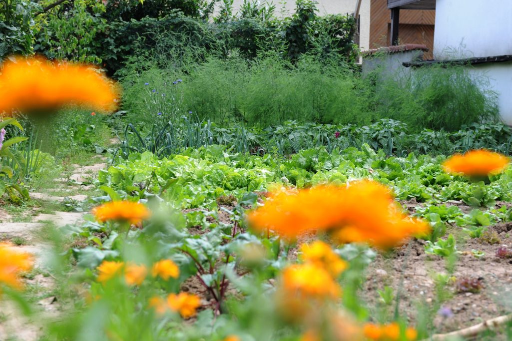 Leuchtend orangefarbene Blumen vor einem Garten mit grünem Gemüse und Sträuchern.