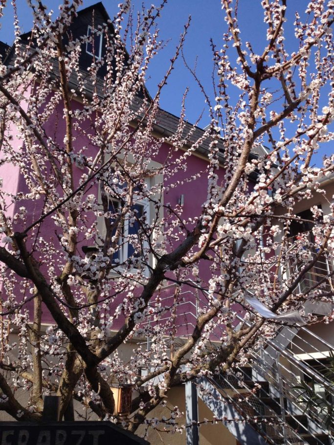 Blühender Kirschbaum vor einem pinken Gebäude unter klarem blauen Himmel.