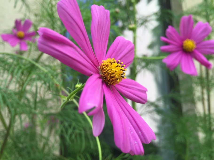 Zarte pinke Blumen mit gelbem Zentrum, umgeben von grünem Blattwerk.