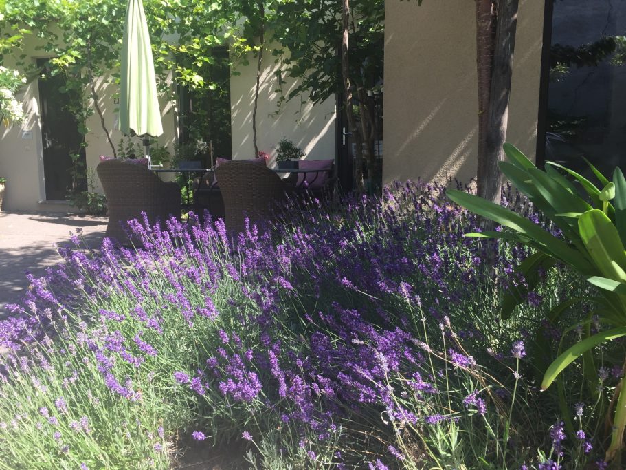 Lila Lavendelblüten mit Gartenmöbeln im Hintergrund unter schattigen Bäumen.