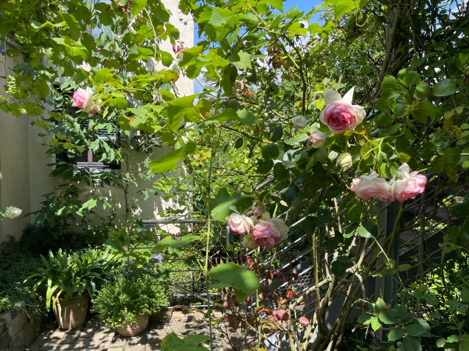 Bunte Rosen und grünes Blattwerk in einem sonnigen Garten.