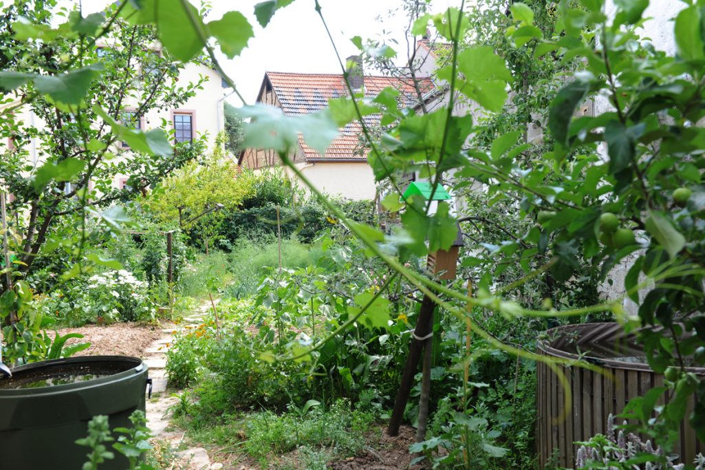 Grüner Garten mit Pflanzen, Bäumen und einem von Gebäuden umgebenen Weg.