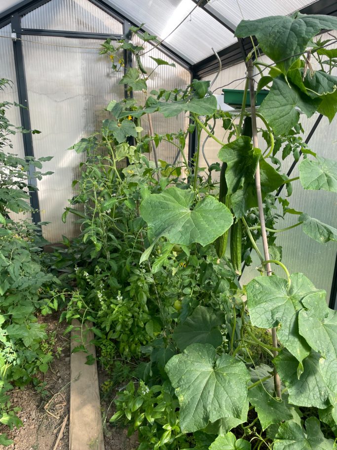 Tomatensetzlinge und Gurkenpflanzen wachsen in einem Gewächshaus.