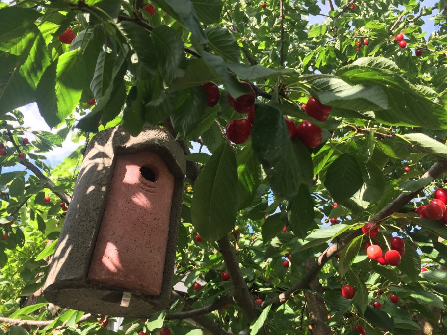 Ein Vogelnest aus Holz hängt an einem Baum mit roten Kirschen.