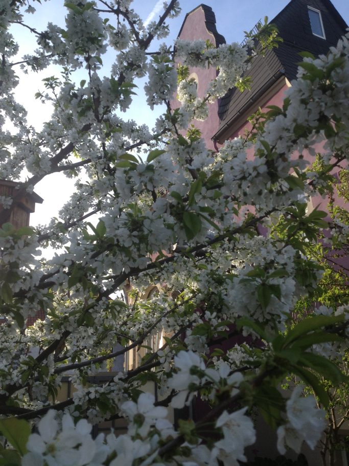Blühender Obstbaum im Vordergrund, im Hintergrund ein pinkfarbenes Gebäude.