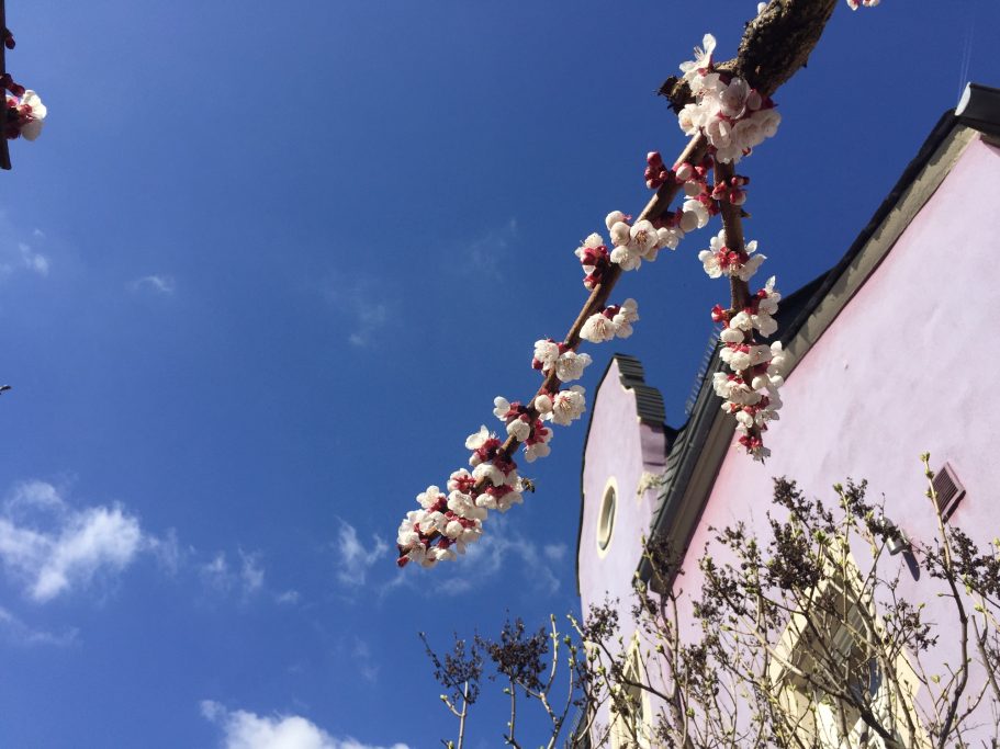 Blühender Obstbaumzweig vor blauem Himmel und pinker Wand.