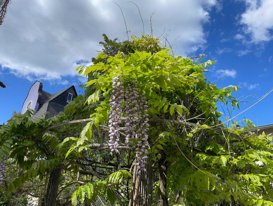Lila Blüten einer Wisteria-Pflanze, umgeben von grünem Laub und blauem Himmel.