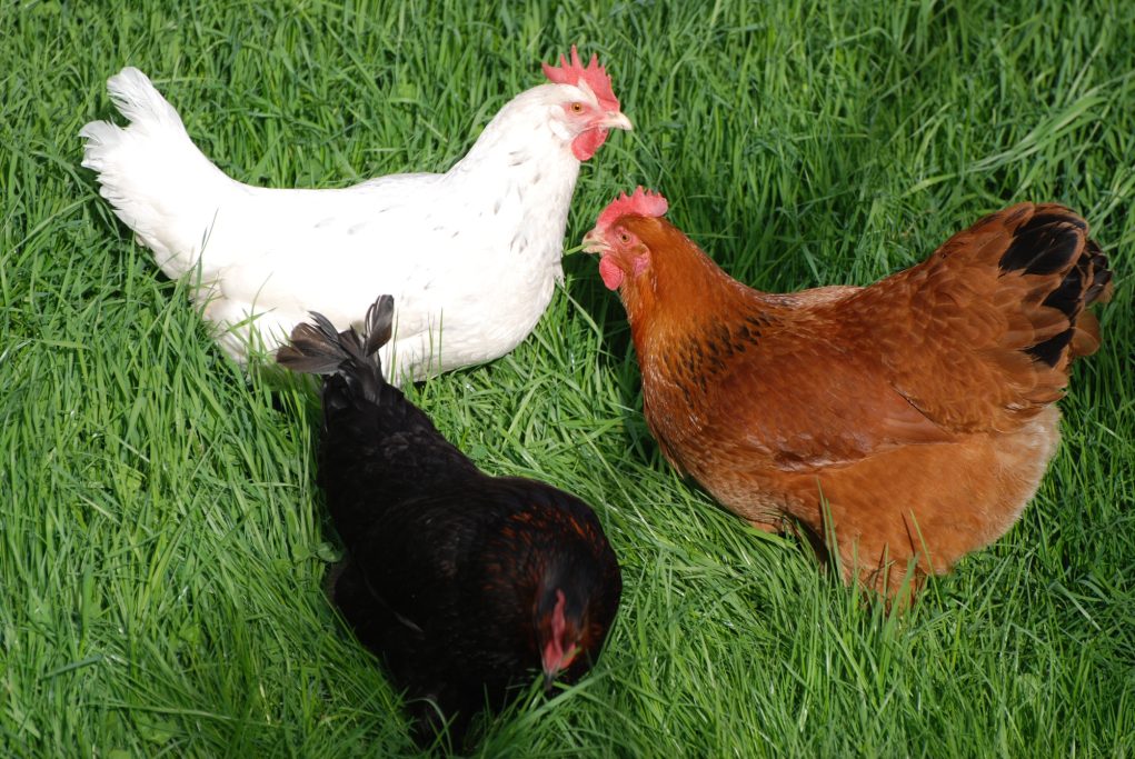 Drei Hühner in einer grünen Wiese: ein weißes, ein braunes und ein schwarzes Huhn.