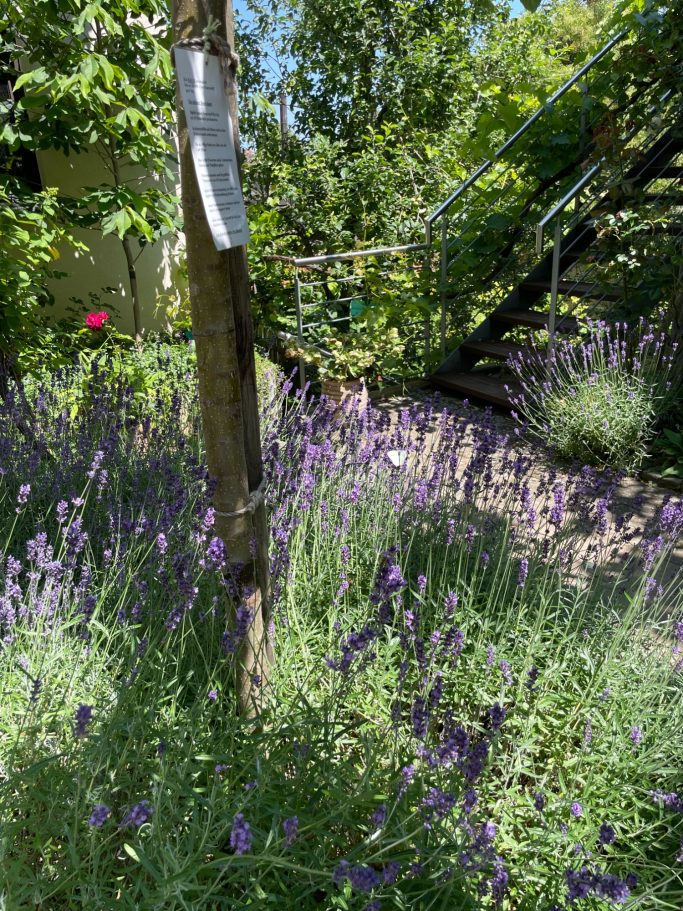 Lavendelblüten in einem Garten, umgeben von grünem Gras und Bäumen.