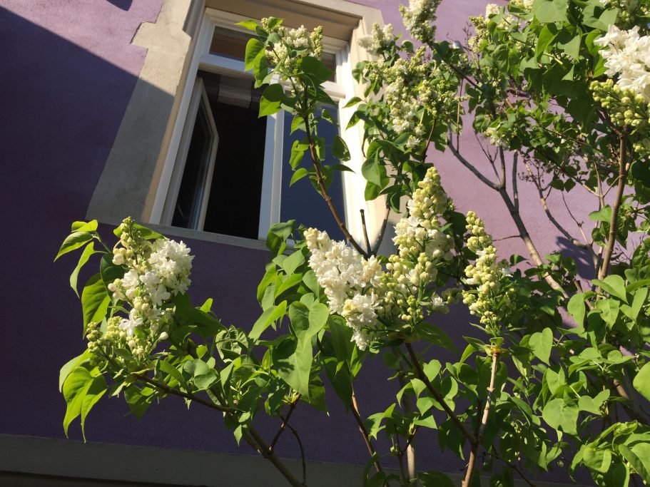 Weiß blühender Baum vor einem lila Wand mit offenem Fenster.